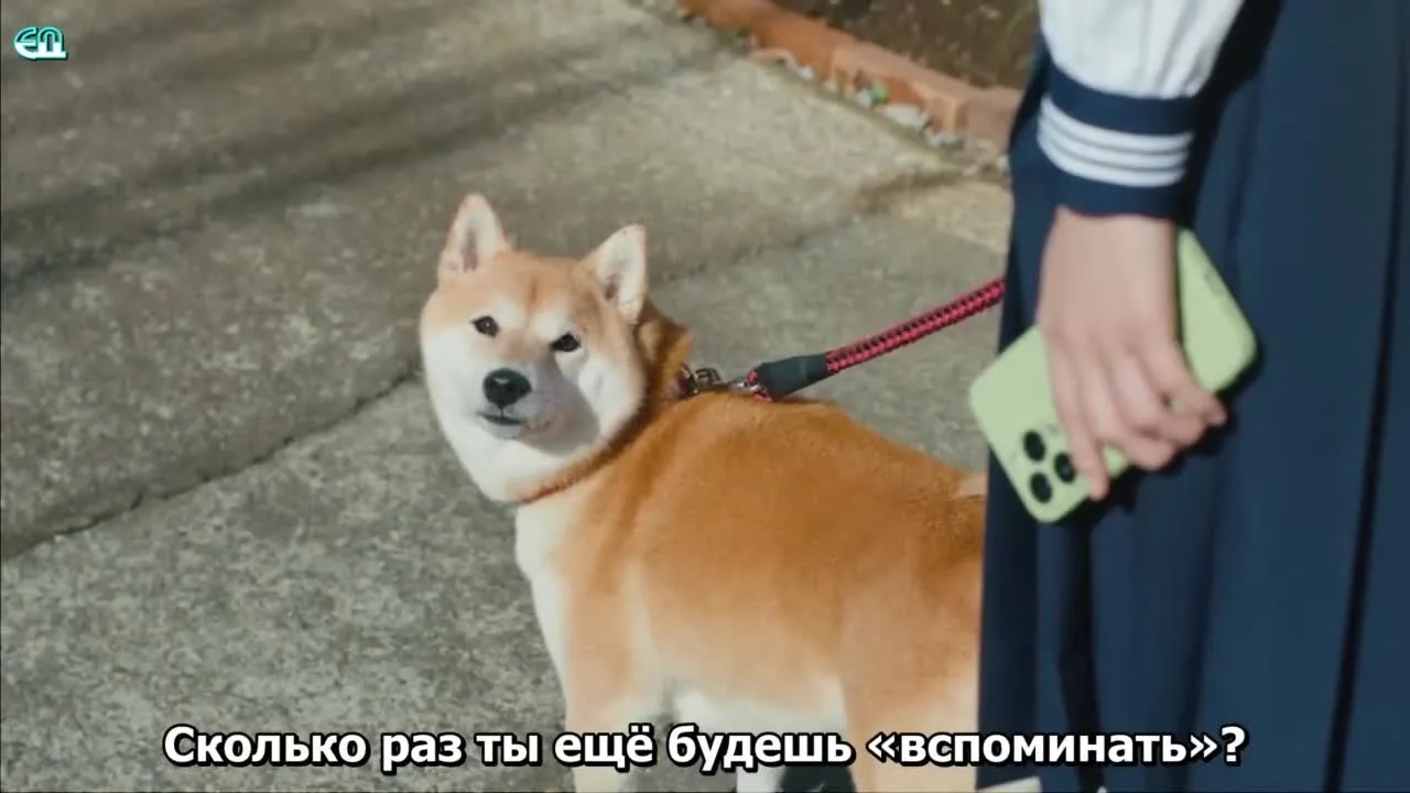 Сегодняшняя прогулка с Понтой — кадр 5