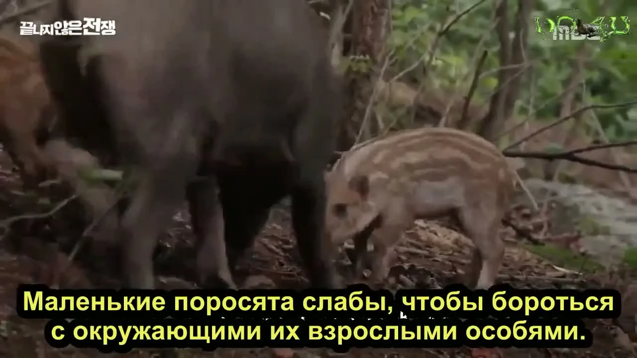 Дикая природа в демилитаризованной зоне — кадр 3