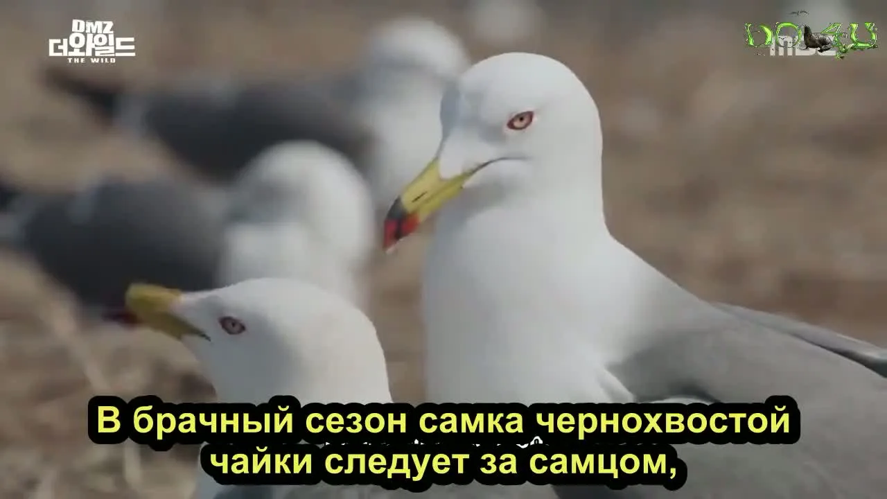 Дикая природа в демилитаризованной зоне — кадр 5