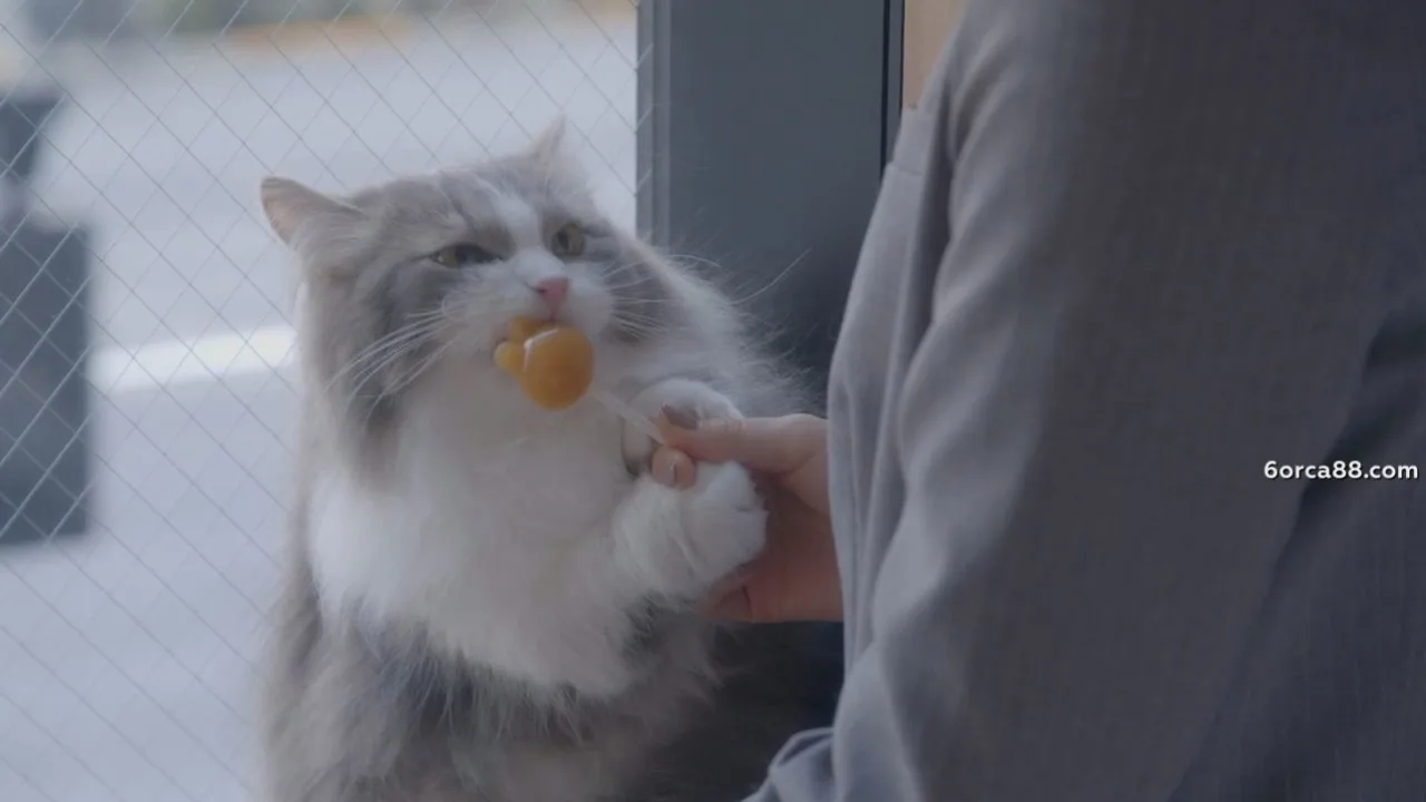 Котокафе — кадр 3