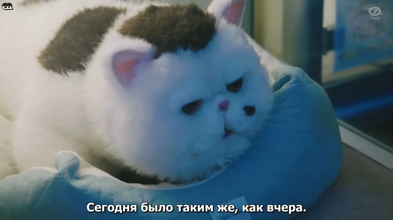 Мужчина и кот — кадр 3